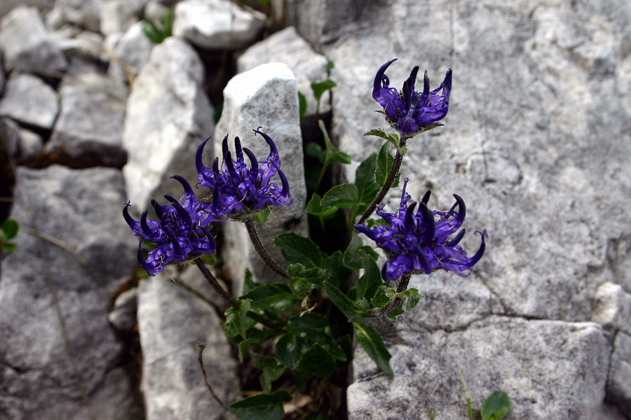 Sieberjev repuš
Sieberjev repuš. Sedlo Globoko - Vogel.
Ključne besede: sieberjev repuš phyteuma sieberi