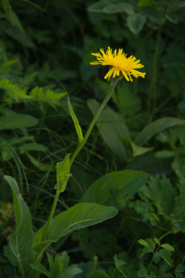 Gorski dimek
Gorski dimek. Pot na Črno prst.
Ključne besede: gorski dimek crepis bocconi