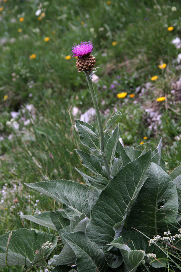 Rapontika
Rapontika ob poti Čez Štapce.
Ključne besede: rapontika stemmacantha rhapontica