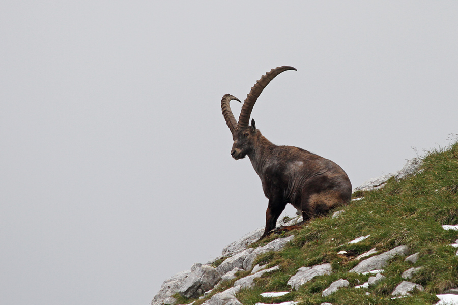 Sedeči kozorog
Kozorogi se ne pustijo motiti. Toliko se je le potrudil, da je prišel nižje, kjer je sneg že skopnel.
Ključne besede: 	kozorog capra ibex ibex
