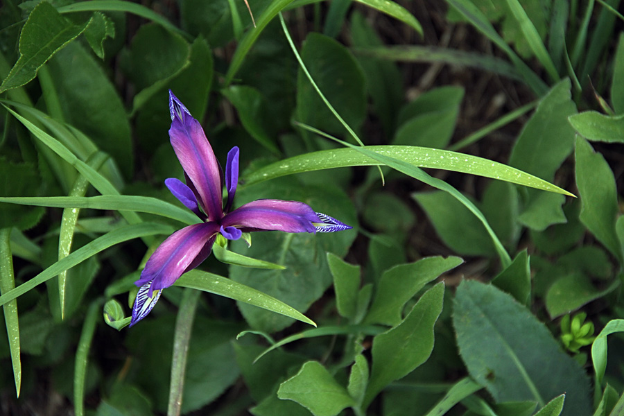 Travnolistna perunika
Travnolistne perunike krasijo tudi greben Lisca.
Ključne besede: travnolistna perunika iris graminea