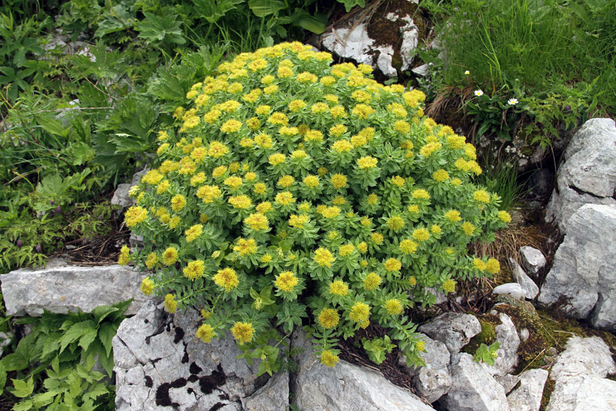 Rožni koren
Rožni koren. Melišča pod Črno prstjo.
Ključne besede: rožni koren rhodiola rosea