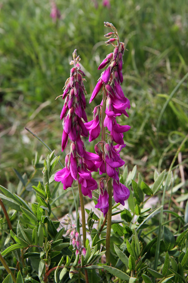 Alpska medenica
Alpska medenica. Na Črni prsti.
Ključne besede: alpska medenica hedysarum hedysaroides