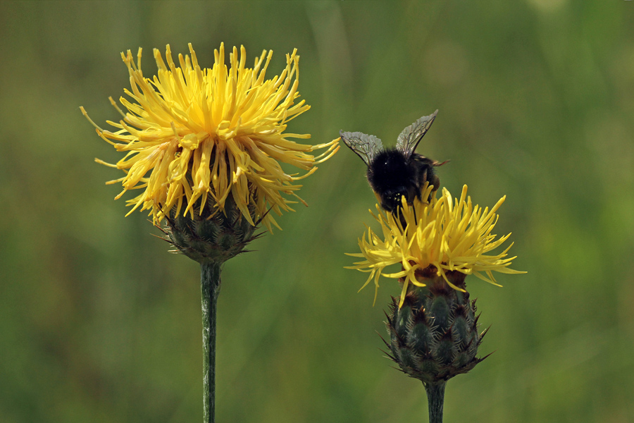 Skalni glavinec
Skalni glavinec.
Ključne besede: skalni glavinec centaurea rupestris