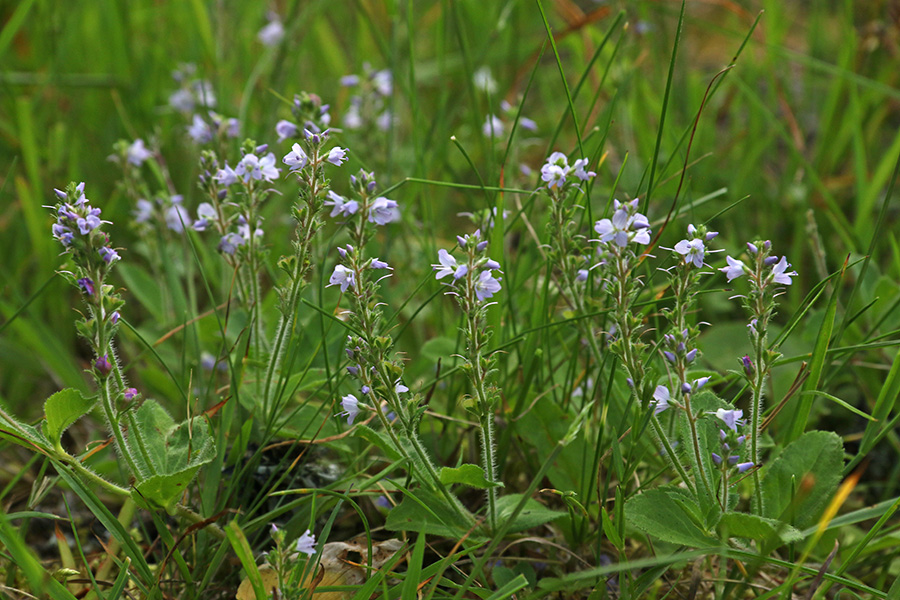 Zdravilni jetičnik
Zdravilni jetičnik.
Ključne besede: zdravilni jetičnik veronica officinalis