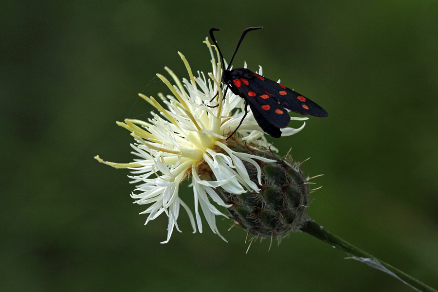 Dvobarvni glavinec
Dvobarvni glavinec.
Ključne besede: dvobarvni glavinec centaurea dichroantha