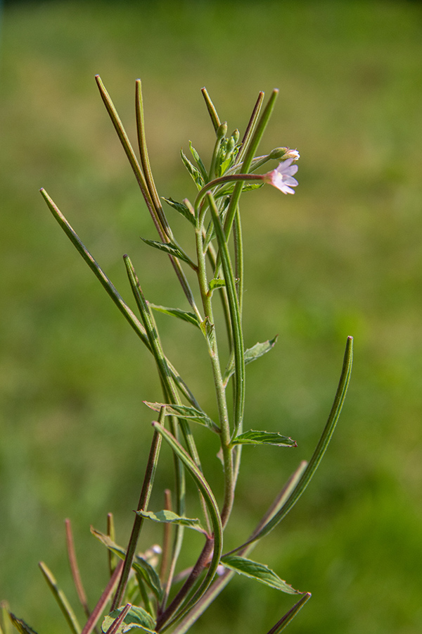 Rožnati vrbovec
Rožnati vrbovec. Spodnja Bohinjska dolina.
Ključne besede: rožnati vrbovec epilobium roseum