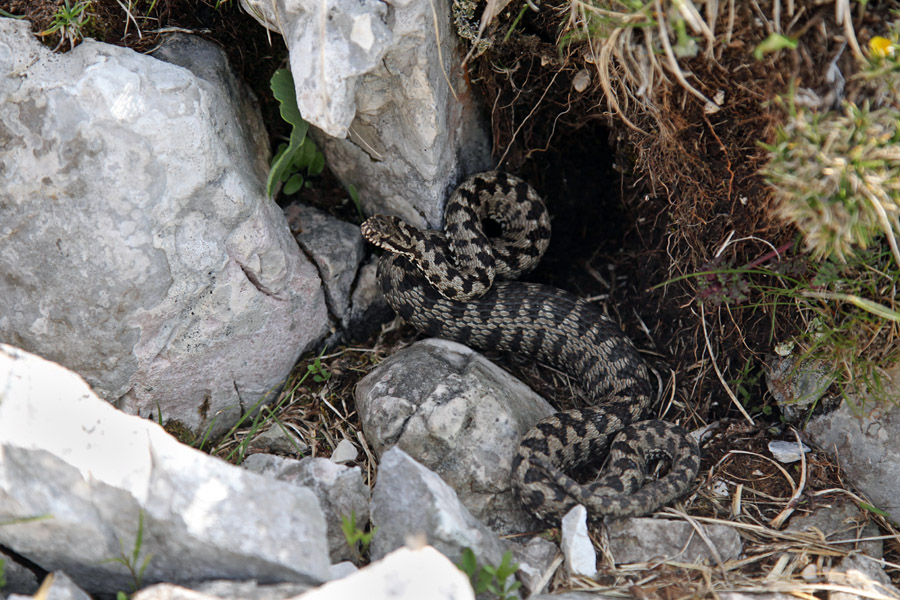 Gad
Ta je očitno pred kratkim dobro jedel ...
Ključne besede: gad vipera berus