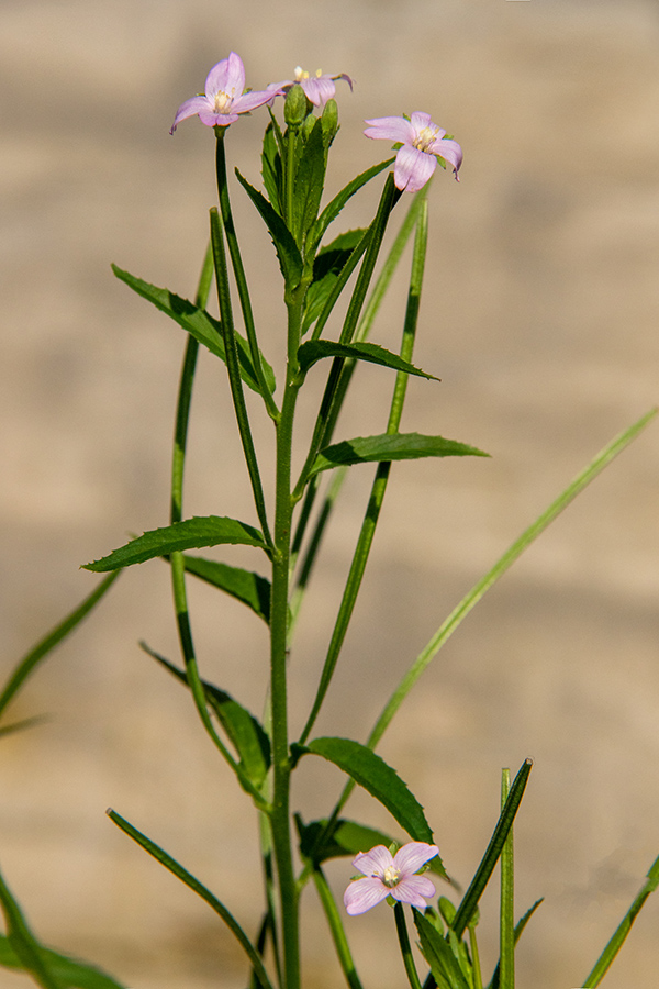 Drobnocvetni vrbovec
Drobnocvetni vrbovec. Spodnja Bohinjska dolina.
Keywords: drobnocvetni vrbovec epilobium parviflorum