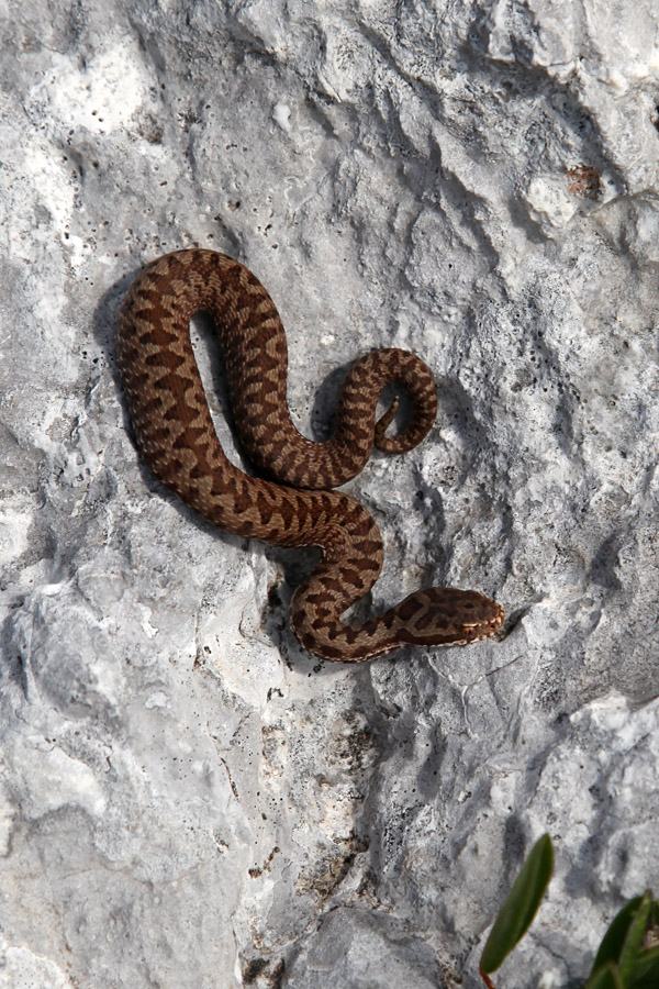 Mladi gad
Če je kdaj leto kač, potem je to letos. Na turi na Zabuš smo naleteli na 4 gade, letos sem jih videl že preko 20.
Ključne besede: gad vipera berus