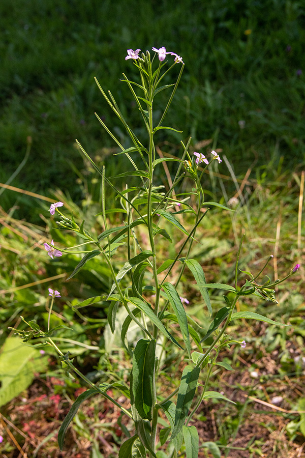 Drobnocvetni vrbovec
Drobnocvetni vrbovec. Spodnja Bohinjska dolina.
Keywords: drobnocvetni vrbovec epilobium parviflorum