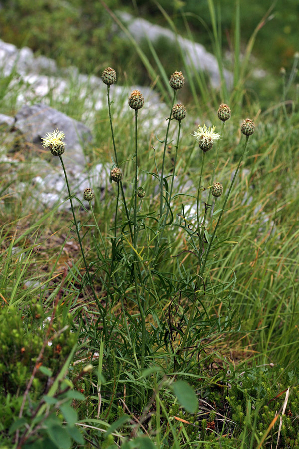 Dvobarvni glavinec
Dvobarvni glavinec.
Ključne besede: dvobarvni glavinec centaurea dichroantha