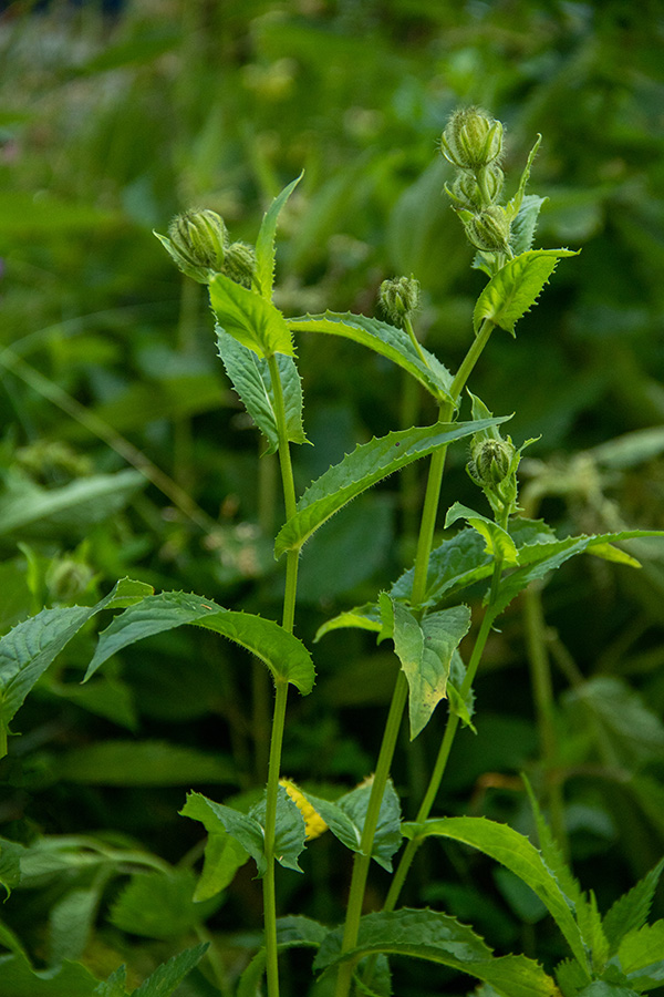 Lučnikovolistni dimek 
Še ne cvetoči lučnikovolistni dimek. Na Dednem polju.
Ključne besede: lučnikovolistni dimek crepis pyrenaica