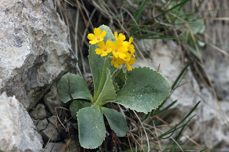 Avrikelj I.
Avrikelj v stenah Studorja.
Ključne besede: lepi  jeglič  avrikelj  primula  auricula