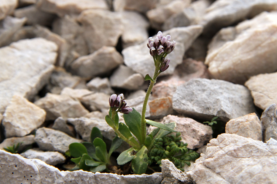 Modrikasti repnjak
Modrikasti repnjak.
Ključne besede: modrikasti repnjak arabis caerulea