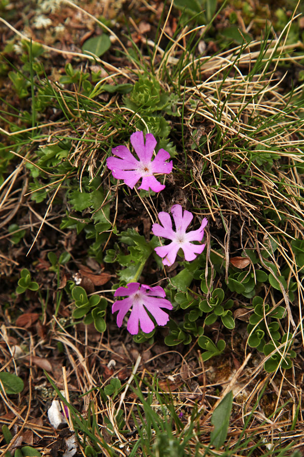 Najmanjši jeglič
Ta jeglič je res majhen. Našli ga bomo v visokogorju, tam kjer je pravkar skopnel sneg. Pri nas v Julijcih ga še nisem videl.
Ključne besede: najmanjši jeglič primula minima