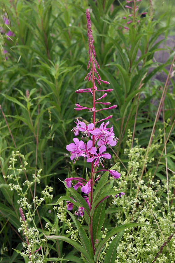 Ozkolistno ciprje
Ozkolistno ciprje na Kobli.
Ključne besede: ozkolistno ciprje chamaenerion angustifolium