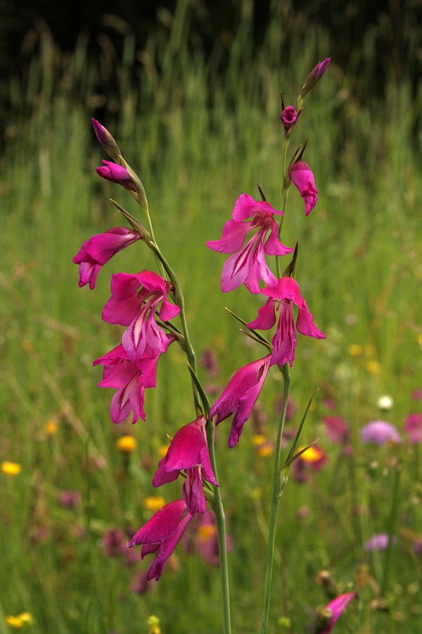 Močvirski meček
Na Dobravi.
Ključne besede: močvirski meček gladiolus palustris