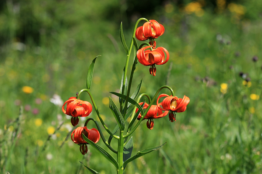Okras na Vojah
Kranjska lilija na travniku v Vojah.
Ključne besede: kranjska lilija lilium carniolicum