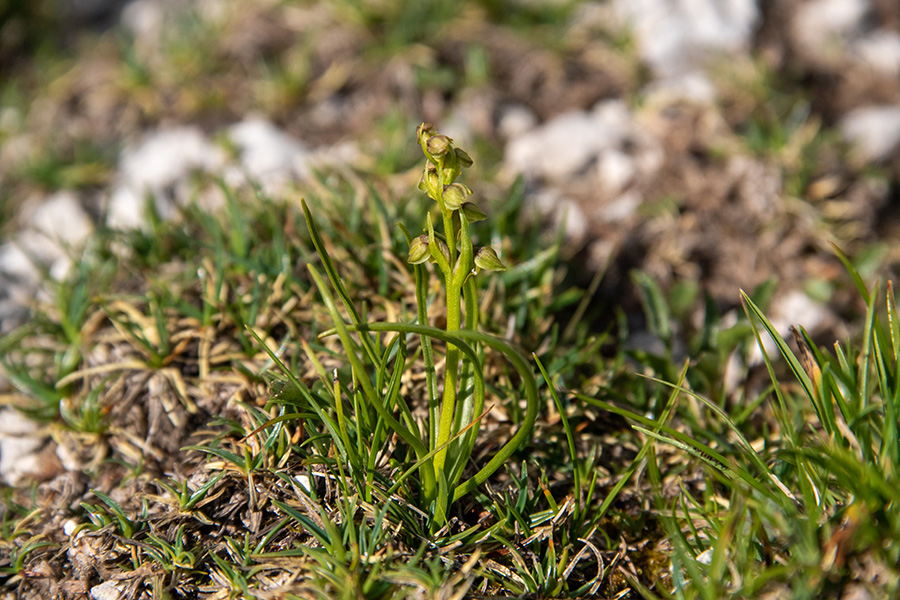 Alpska cepetuljka
Alpska cepetuljka. Na sedlu med Prvim Voglom in Slatno.
Keywords: alpska cepetuljka chamorchis alpina