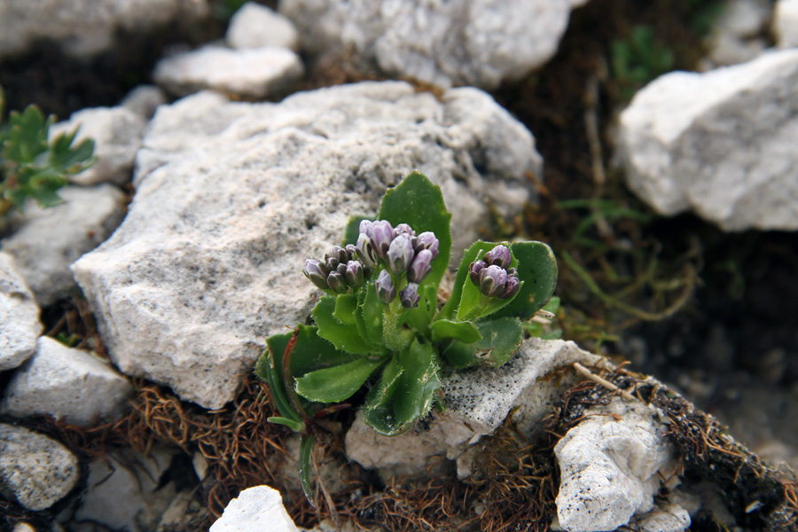 Modrikasti repnjak
Modrikasti repnjak
Ključne besede: modrikasti repnjak arabis caerulea