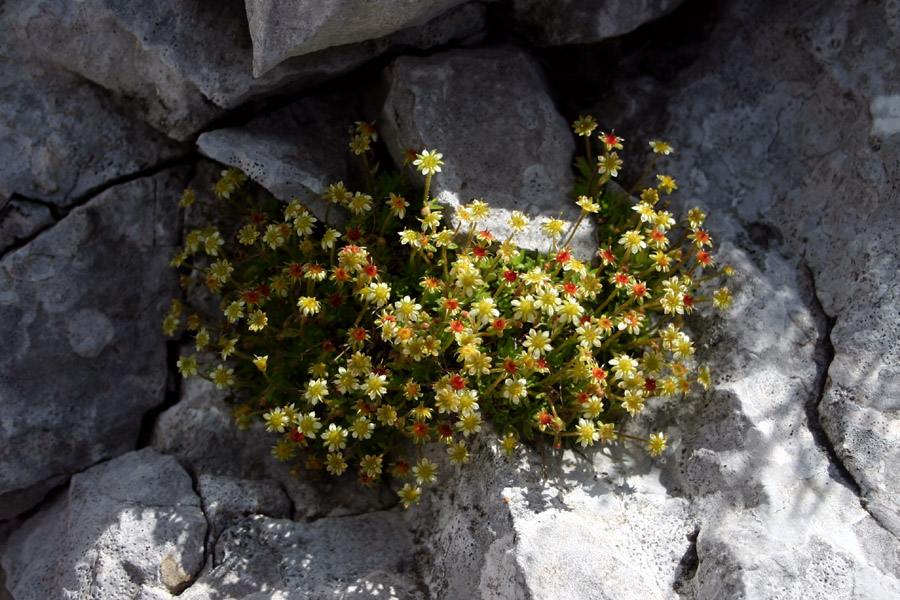 Homulični kamnokreč
Homulični kamnokreč (Saxifraga sedoides). Spet lepa hvala Alenki za določitev vrste.
Ključne besede: homulični kamnokreč saxifraga sedoides