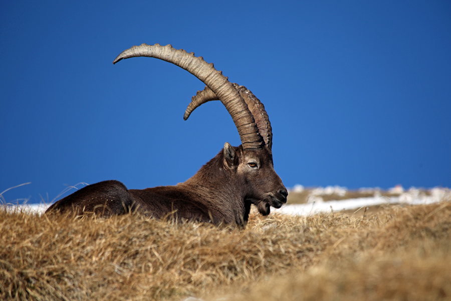 Kozorog pod Debelim vrhom
Kozorog pod Debelim vrhom.
Ključne besede: kozorog capra ibex ibex