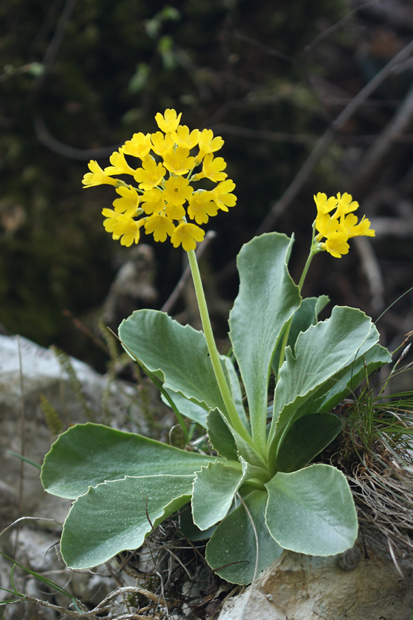 Avrikelj II.
Avrikelj v stenah Studorja.
Ključne besede: lepi  jeglič  avrikelj  primula  auricula