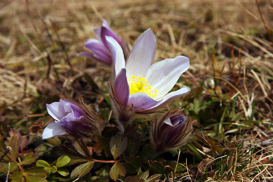 Staro in mlado
Letos so spomladanski kosmatinci zelo pohiteli.
Ključne besede: spomladanski  kosmatinec  pulsatilla  vernalis