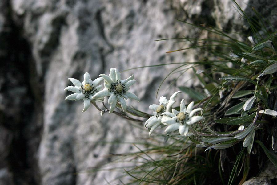 Planike
Planike (Leontopodium alpinum) v južnih stenah Altemaverja pri Ratitovcu.
Ključne besede: planike leontopodium alpinum