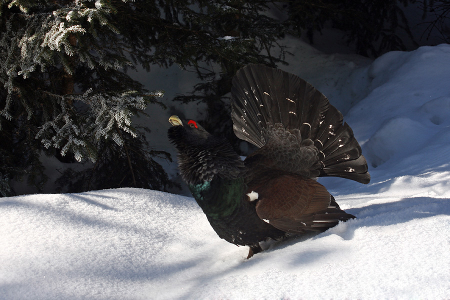 Srečanje s petelinom I.
Srečanje z divjim petelinom.
Ključne besede: divji petelin tetrao urogallus