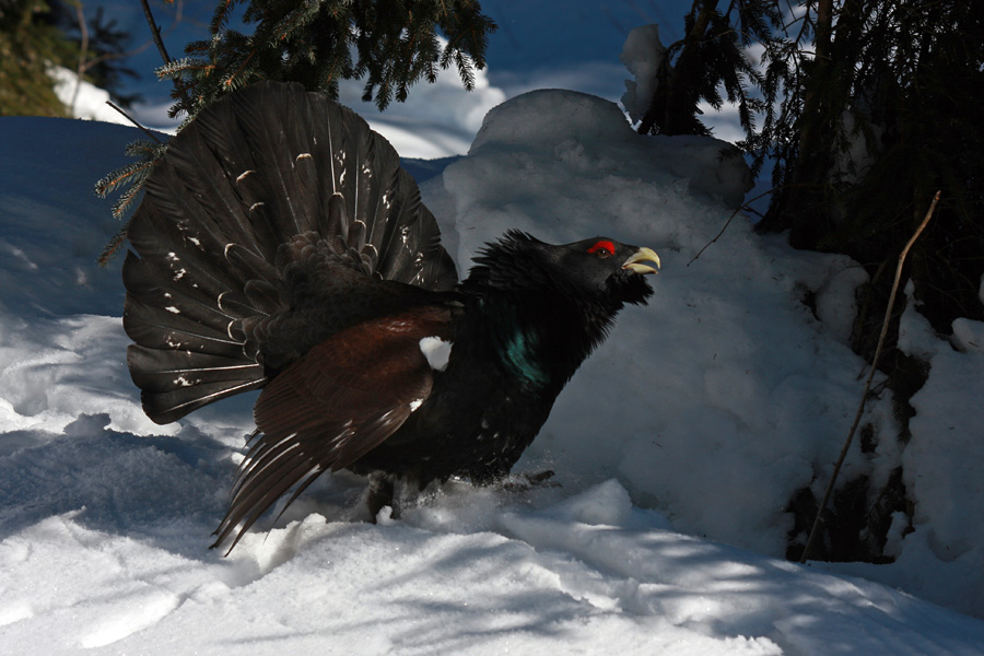 Srečanje s petelinom V.
Končni zmagovalec.
Ključne besede: divji petelin tetrao urogallus