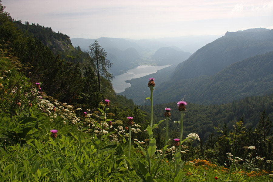 Bohinj z rapontiko
Klasično rastišče rapontike nad Bohinjskim jezerom.
Keywords: bohinj jezero rapontika stemmacantha rhapontica