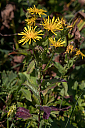 AL7A9036_34.jpg