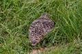IMG_0071p.jpg