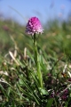 IMG_1695_2.jpg