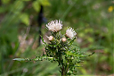 IMG_3460_34~0.jpg