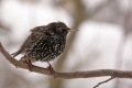 IMG_7925xSkorec_Sturnus_vulgaris.jpg