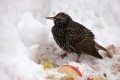 IMG_7961xSkorec_Sturnus_vulgaris.jpg