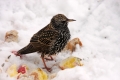 IMG_8002x_Skorec_Sturnus_vulgaris.jpg