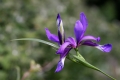 IMG_9862z.jpg