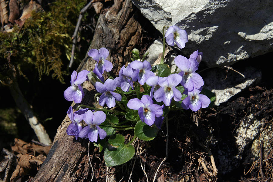 Srhkodlakave vijolice
Srhkodlakave vijolice. Ukanc v Bohinju.
Ključne besede: srhkodlakava vijolica viola hirta